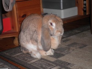 Jaffa
